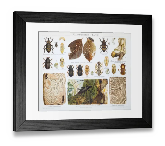 Framed Print : Forest destroyer insects lithograph 1897 Framed Print : Forest destroyer insects lithograph 1897