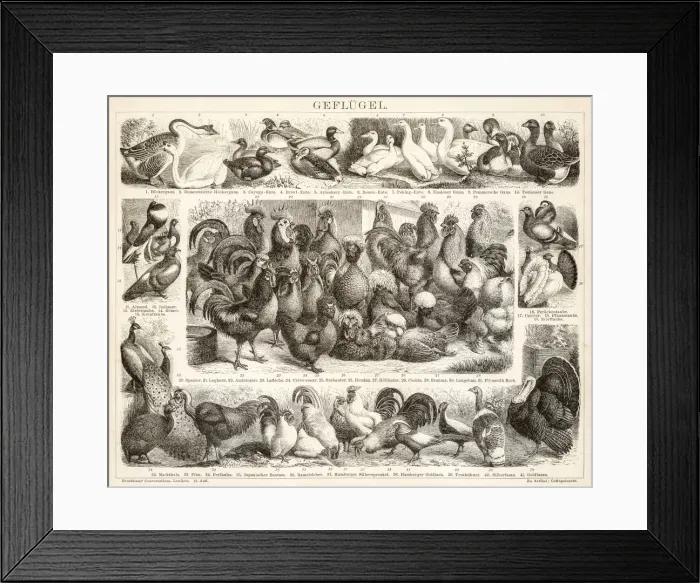 Framed Print : Poultry engravings 1899 Framed Print : Poultry engravings 1899