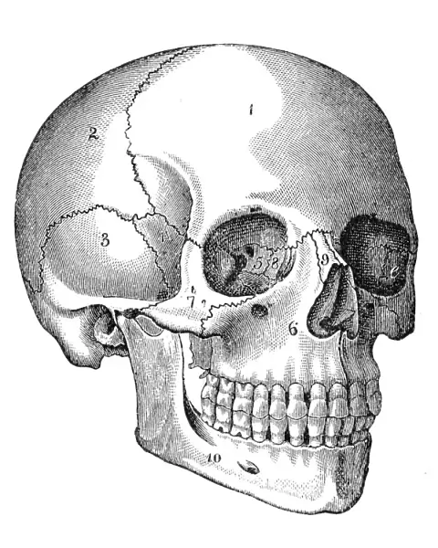Human Skull Engraving