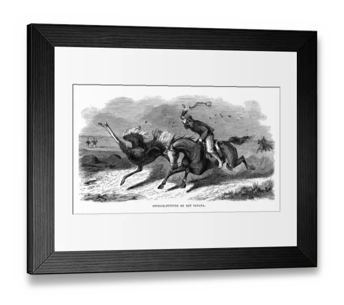Framed Print : Hunting Ostrich in the Sahara engraving