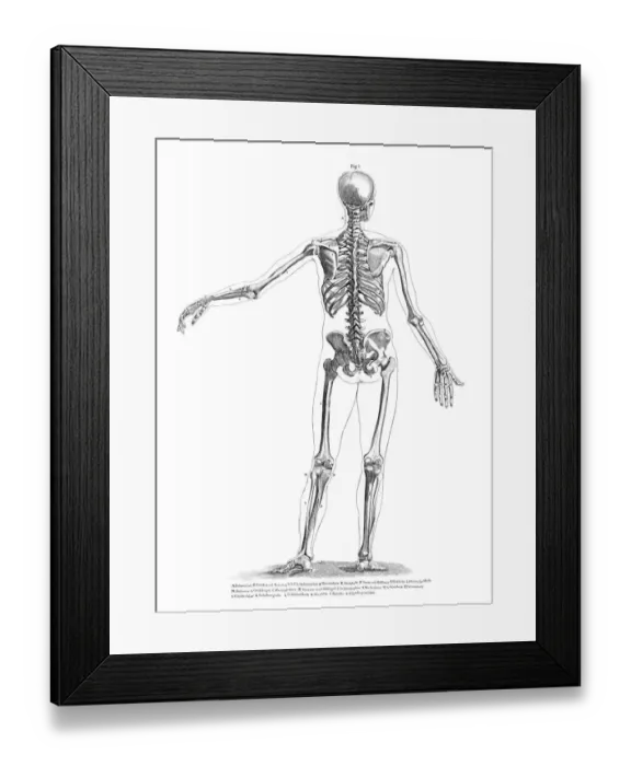 Framed Print : Human Anatomy Drawings Framed Print : Human Anatomy Drawings