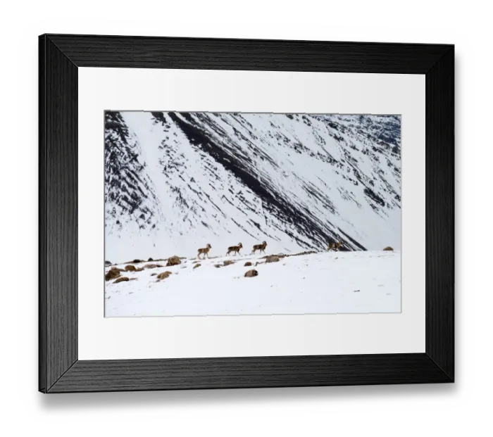 Framed Print : Winter Animal Wildlife in Ladakh Framed Print : Winter Animal Wildlife in Ladakh