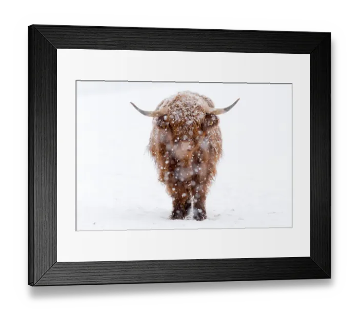 Framed Print : Close-Up Of Highland Cattle with snow Framed Print : Close-Up Of Highland Cattle with snow