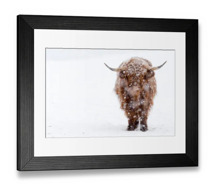 Framed Print : Highland Cattle with snow Framed Print : Highland Cattle with snow