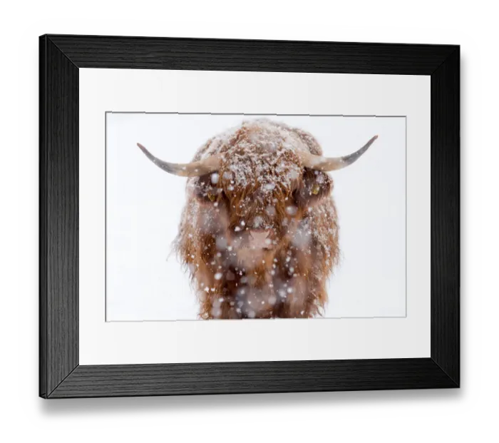 Framed Print : Close-Up Of Highland Cattle with snow Framed Print : Close-Up Of Highland Cattle with snow