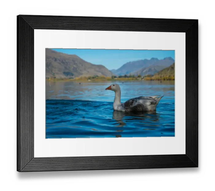 Framed Print : A Duck Swims on Lake Hayes