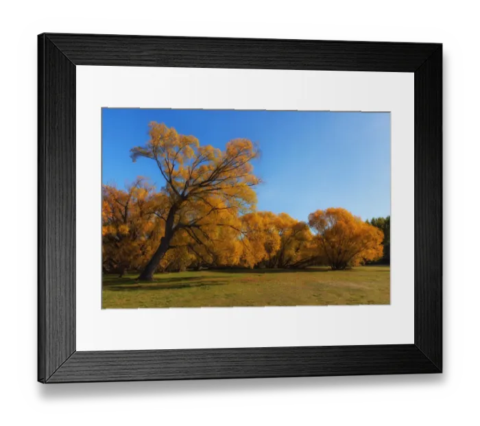 Framed Print : An Iconic tree at Lake Hayes in autumn season Framed Print : An Iconic tree at Lake Hayes in autumn season