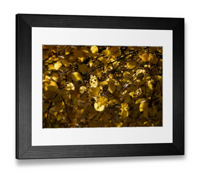 Framed Print : Yellow color leaves in autumn