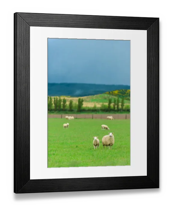 Framed Print : Herd of sheep on green meadow Framed Print : Herd of sheep on green meadow