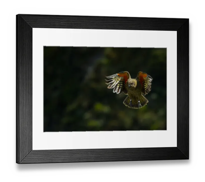 Framed Print : Kea (Nestor notabilis) in flight, New Zealand Framed Print : Kea (Nestor notabilis) in flight, New Zealand