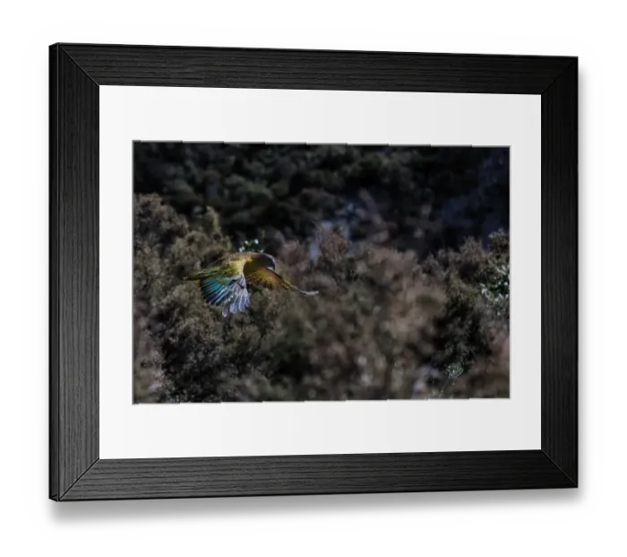 Framed Print : Kea (Nestor notabilis) in flight, New Zealand Framed Print : Kea (Nestor notabilis) in flight, New Zealand