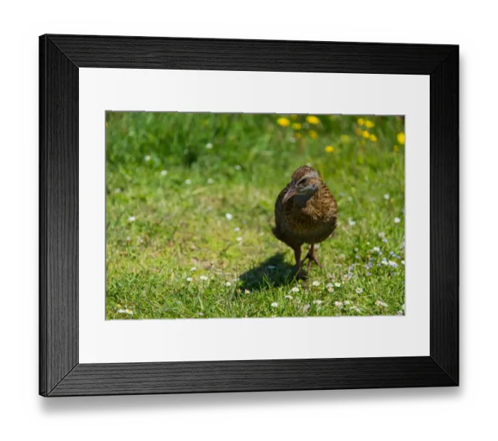 Framed Print : Weka (Gallirallus australis), New Zealand Framed Print : Weka (Gallirallus australis), New Zealand