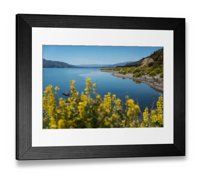 Framed Print : Lake Hawea and the yellow flowers foreground Framed Print : Lake Hawea and the yellow flowers foreground