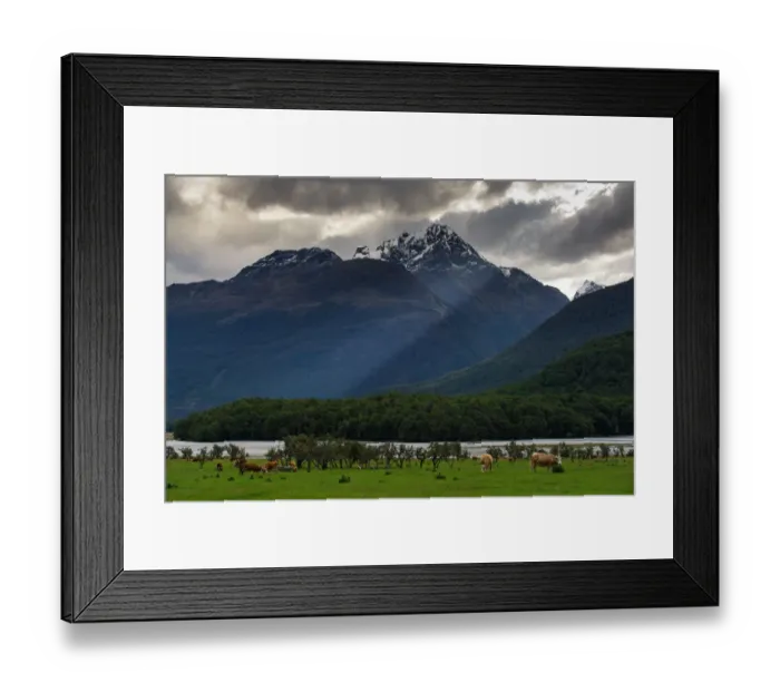Framed Print : Herd of cow on green meadow with snow mountain