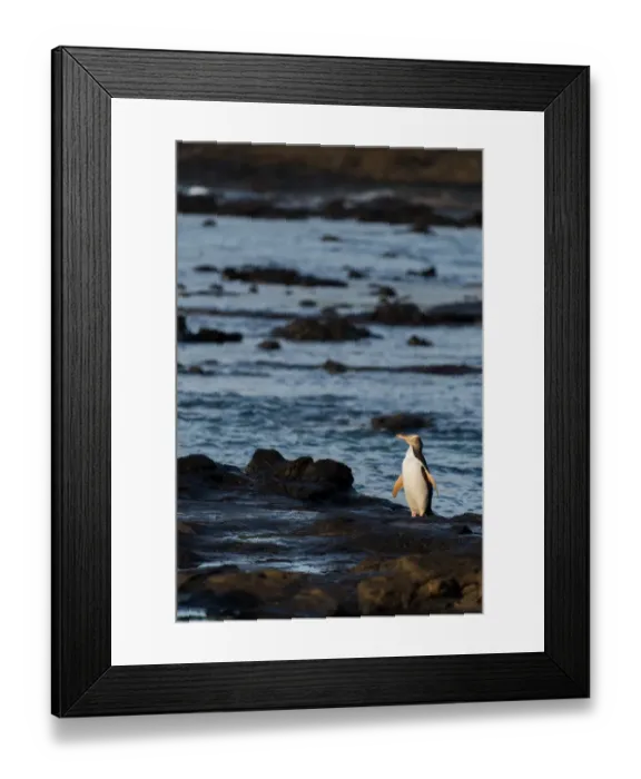 Framed Print : A Yellow-eyed Penguin at Curio Bay Framed Print : A Yellow-eyed Penguin at Curio Bay