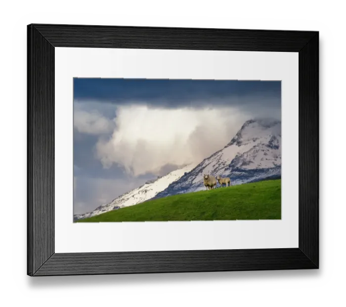 Framed Print : Couple of sheep on green meadow