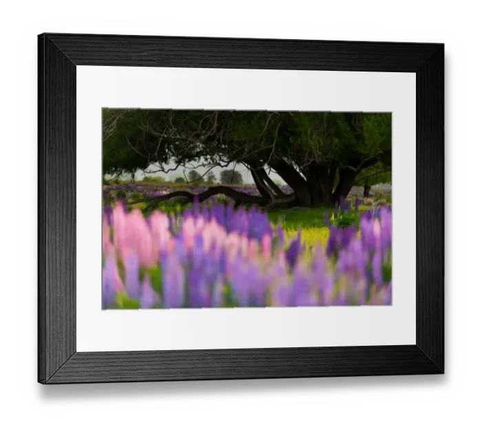 Framed Print : Russell Lupine bloom in summer season Framed Print : Russell Lupine bloom in summer season