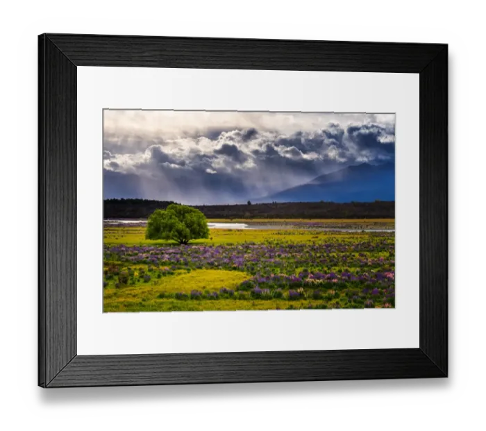 Framed Print : Russell Lupine bloom in summer season Framed Print : Russell Lupine bloom in summer season