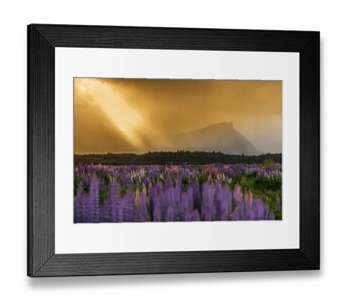 Framed Print : Russell Lupine bloom in summer season