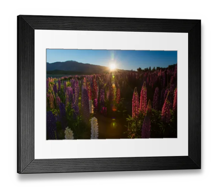 Framed Print : Russell Lupins bloom Framed Print : Russell Lupins bloom