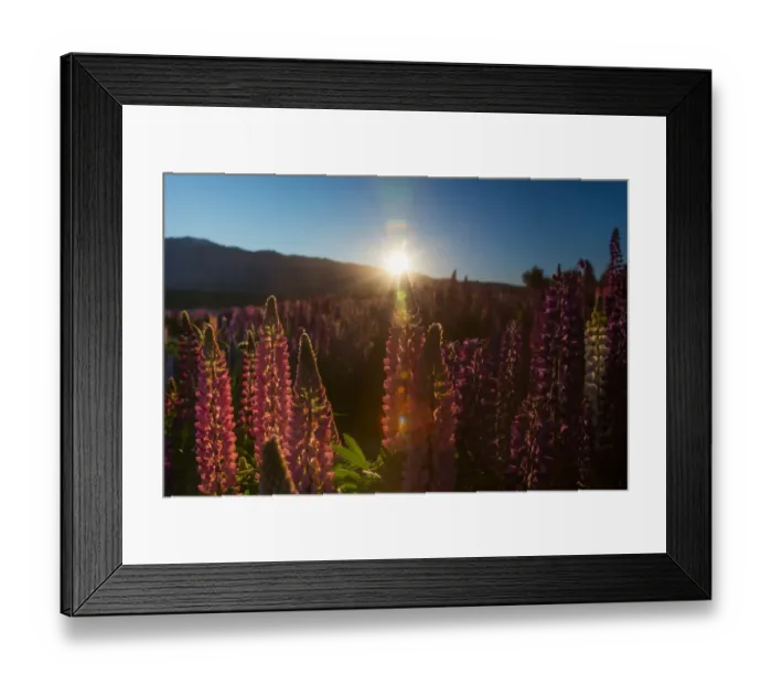 Framed Print : Russell Lupins bloom in summer season Framed Print : Russell Lupins bloom in summer season
