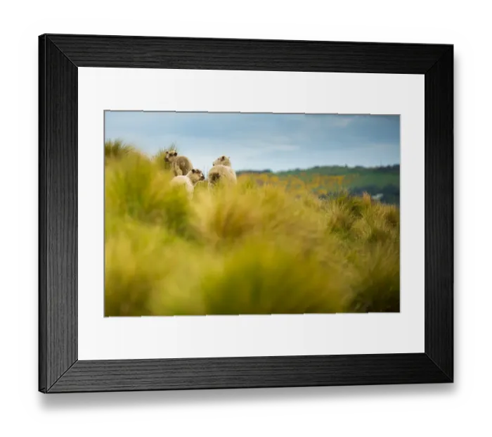 Framed Print : Herd of sheep on green meadow Framed Print : Herd of sheep on green meadow