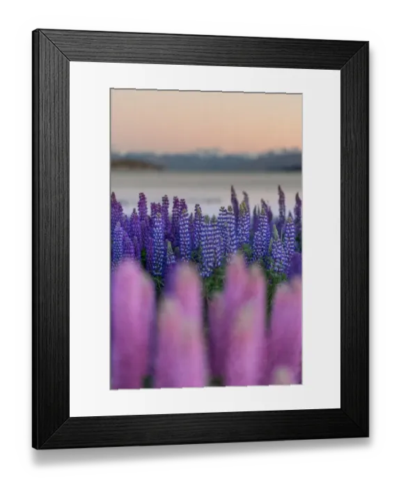 Framed Print : Lupins bloom at Lake Tekapo Framed Print : Lupins bloom at Lake Tekapo