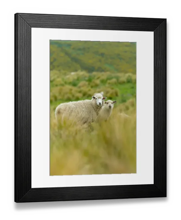 Framed Print : New Zealand sheeps Framed Print : New Zealand sheeps