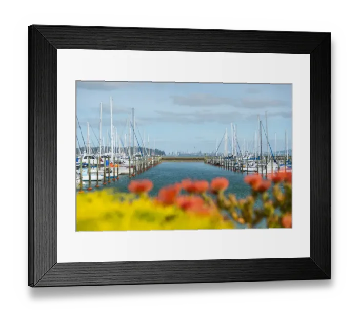 Framed Print : Auckland Harbour sailing Framed Print : Auckland Harbour sailing