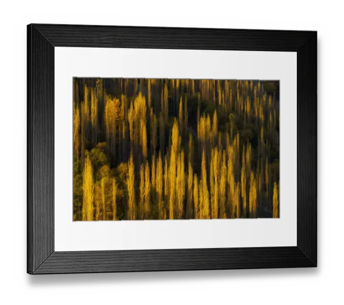 Framed Print : The Yellow poplar tree at Karakoram Highway in autumn season Framed Print : The Yellow poplar tree at Karakoram Highway in autumn season