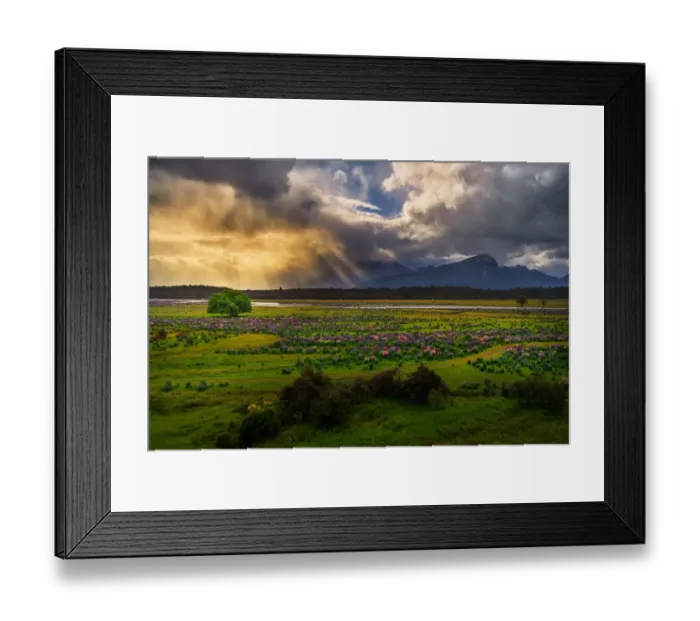 Framed Print : Lupins field in New Zealand Framed Print : Lupins field in New Zealand