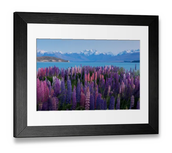 Framed Print : Lupin field in summer season (New Zealand) Framed Print : Lupin field in summer season (New Zealand)