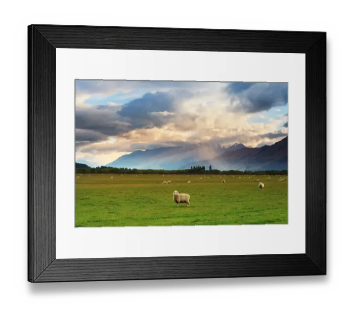 Framed Print : New Zealand Grassland Framed Print : New Zealand Grassland