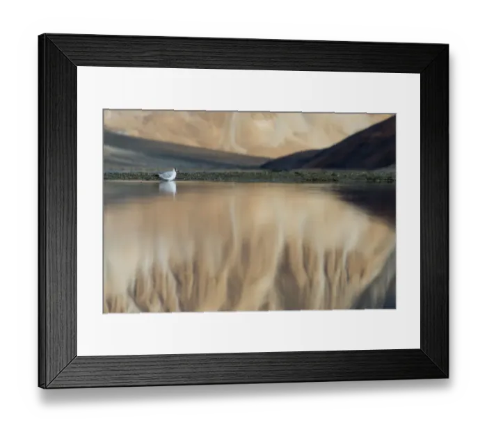 Framed Print : A little bird and the reflection of nature in Pangong lake, Ladakh, India Framed Print : A little bird and the reflection of nature in Pangong lake, Ladakh, India