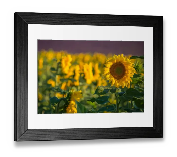 Framed Print : Sunflower Fields in Valensole, France
