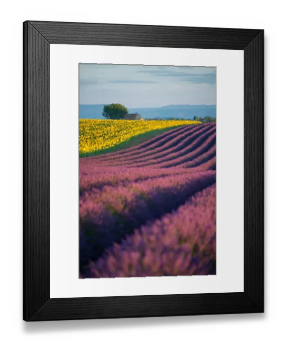 Framed Print : Lavender fields in provence, France Framed Print : Lavender fields in provence, France
