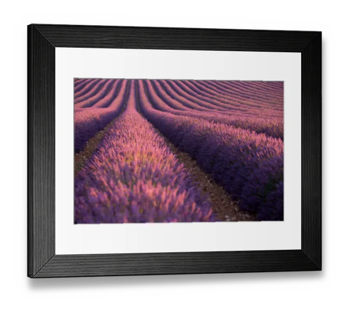 Framed Print : Lavender Fields in Provence, France Framed Print : Lavender Fields in Provence, France