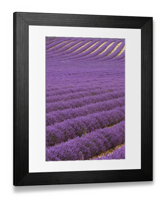 Framed Print : Lavender fields in provence, France Framed Print : Lavender fields in provence, France