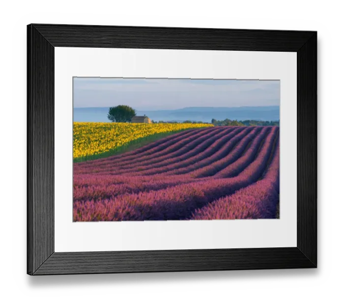 Framed Print : Lavender Fields in Provence, France