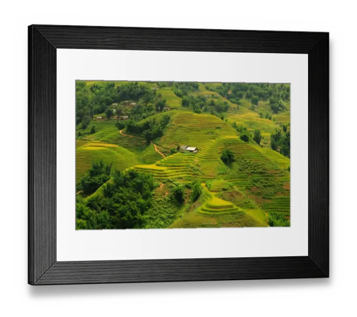 Framed Print : Sapa rice terrace, Vietnam Framed Print : Sapa rice terrace, Vietnam
