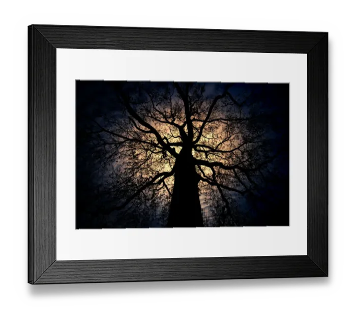 Framed Print : The silhouette of dead branch Framed Print : The silhouette of dead branch