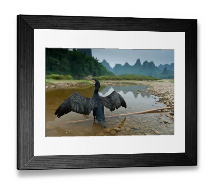 Framed Print : A comorant in Yangshuo, China Framed Print : A comorant in Yangshuo, China
