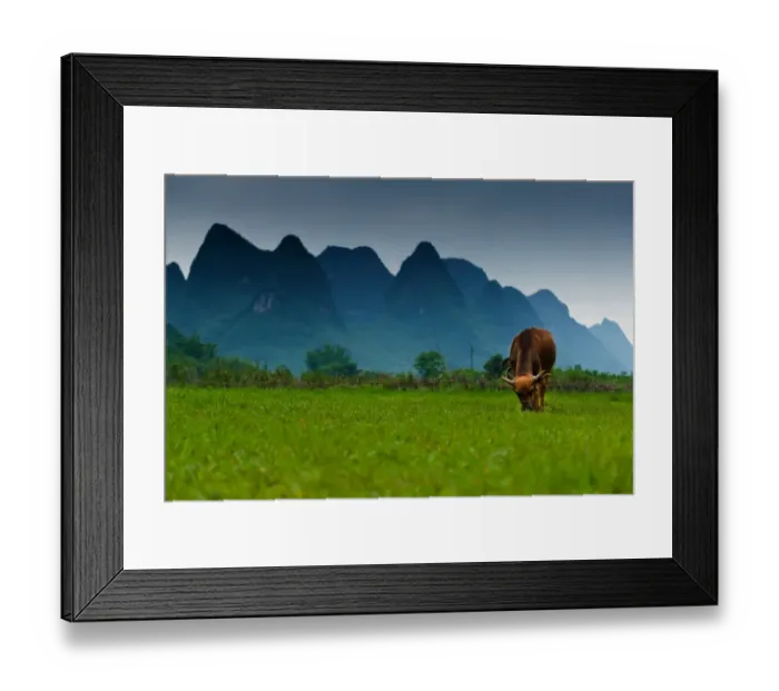 Framed Print : A cow and the karst peaks in Yangshuo, China