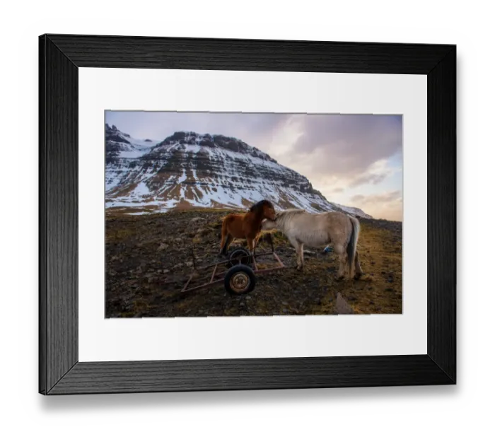 Framed Print : The Icelandic horses with the snowy mountain Framed Print : The Icelandic horses with the snowy mountain