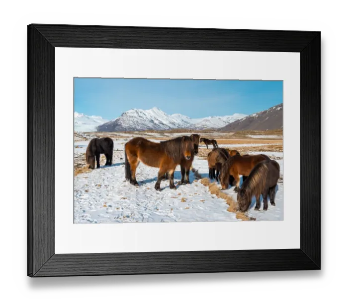 Framed Print : The crowd of Icelandic horses in winter season