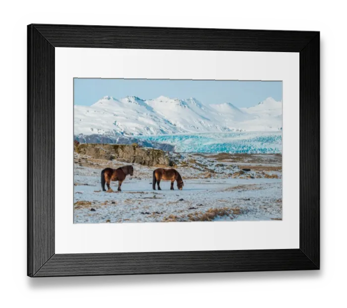 Framed Print : The Icelandic horses with the snowy mountain Framed Print : The Icelandic horses with the snowy mountain