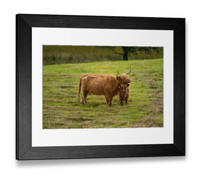 Framed Print : Highland cattle and baby Framed Print : Highland cattle and baby
