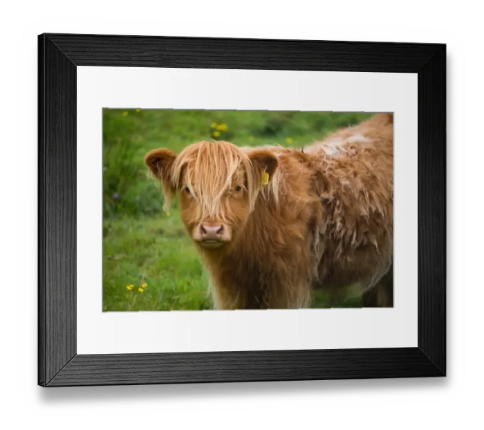 Framed Print : Baby Highland cattle