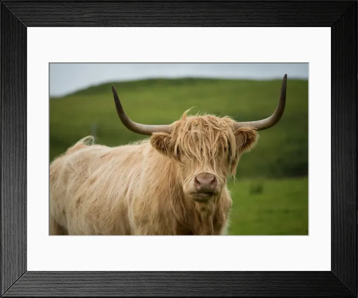 Framed Print : Highland cattle Framed Print : Highland cattle