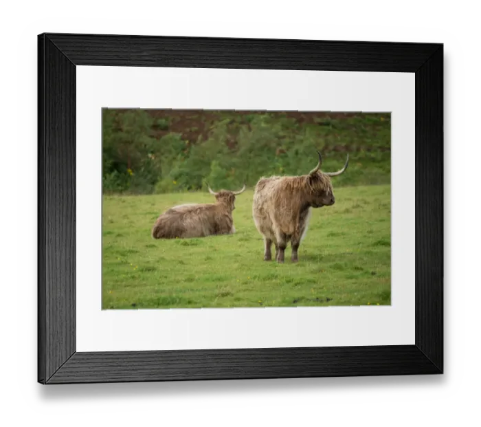 Framed Print : Highland cattle Framed Print : Highland cattle